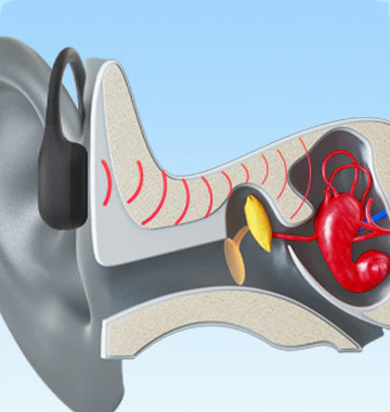 Estructura del oído